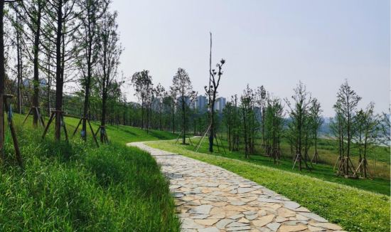 图为亲水步道杉树林。重庆市市政设计研究院有限公司 供图 图为亲水步道杉树林。重庆市市政设计研究院有限公司 供图