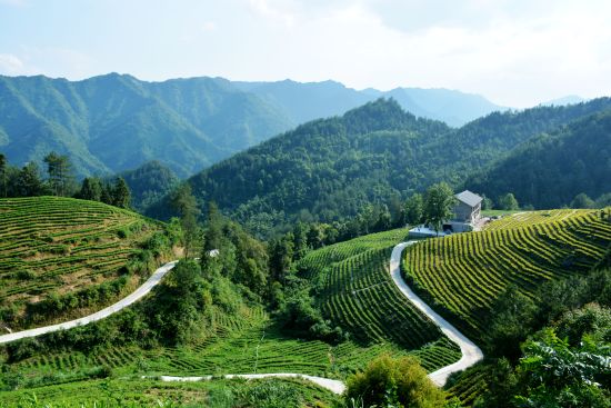 图为万州地宝土家族乡裴家村茶山。 殷文亮 摄 图为万州地宝土家族乡裴家村茶山。 殷文亮 摄