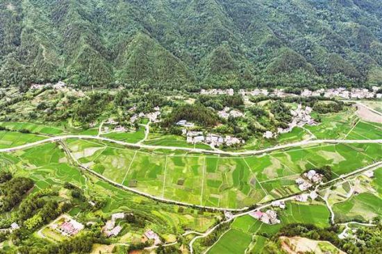 7月4日,黔江区马喇镇杉树村贡米稻田一角。马喇贡米已成为当地促进经济发展的农产品品牌。特约摄影 杨敏/视觉重庆 7月4日,黔江区马喇镇杉树村贡米稻田一角。马喇贡米已成为当地促进经济发展的农产品品牌。特约摄影 杨敏/视觉重庆