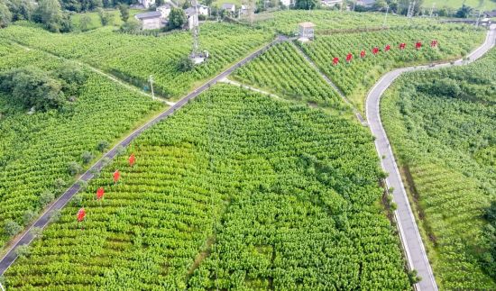 图为铁家村1500多亩蚕桑示范基地一隅。 周旋 摄 图为铁家村1500多亩蚕桑示范基地一隅。 周旋 摄