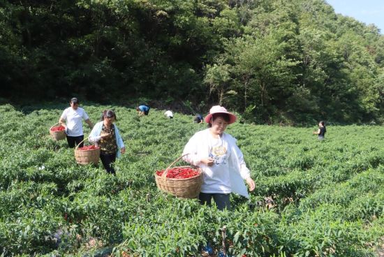 图为村民采摘辣椒。巫山县委宣传部供图 图为村民采摘辣椒。巫山县委宣传部供图