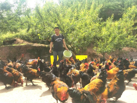 图为林下黑鸡养殖。铜梁区委宣传部供图 图为林下黑鸡养殖。铜梁区委宣传部供图