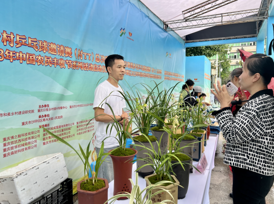 图为沙坪坝区农户种植的兰花吸引民众咨询。钟旖摄 图为沙坪坝区农户种植的兰花吸引民众咨询。钟旖摄