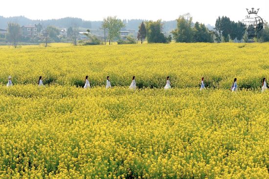 图为选手在潼南区陈抟故里崇龛花海景区开展采风活动。郑健 摄 图为选手在潼南区陈抟故里崇龛花海景区开展采风活动。郑健 摄