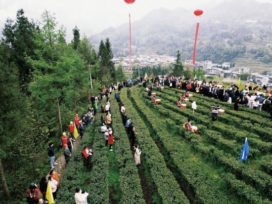 图为国网石柱供电公司员工巡检石柱县首届“茶山已醒,唯有青绿”采茶节。王紫晗 摄 图为国网石柱供电公司员工巡检石柱县首届“茶山已醒,唯有青绿”采茶节。王紫晗 摄