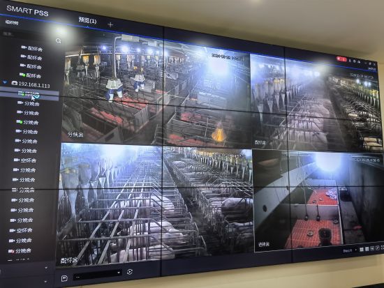 图为重庆市綦江区桐垭种猪场监控画面。周毅 摄 图为重庆市綦江区桐垭种猪场监控画面。周毅 摄