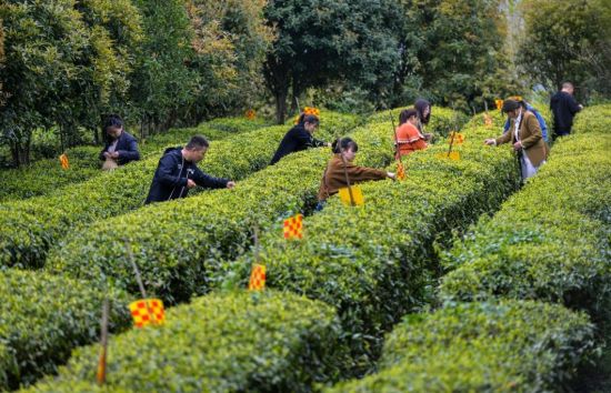 图为游客体验摘茶叶。孙家镇政府 供图 图为游客体验摘茶叶。孙家镇政府 供图