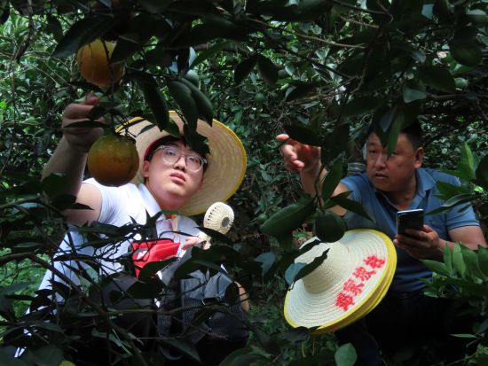 图为实践团成员在邓家坡村脐橙种植园了解脐橙生长情况。 江诗琪 摄 图为实践团成员在邓家坡村脐橙种植园了解脐橙生长情况。 江诗琪 摄