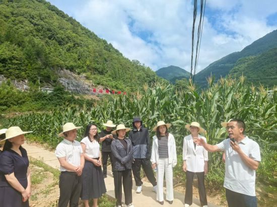 图为党外代表人士调研官阳镇新民村西坪河坝子魔芋产业园项目示范实验基地。 巫山县委统战部 供图 图为党外代表人士调研官阳镇新民村西坪河坝子魔芋产业园项目示范实验基地。 巫山县委统战部 供图