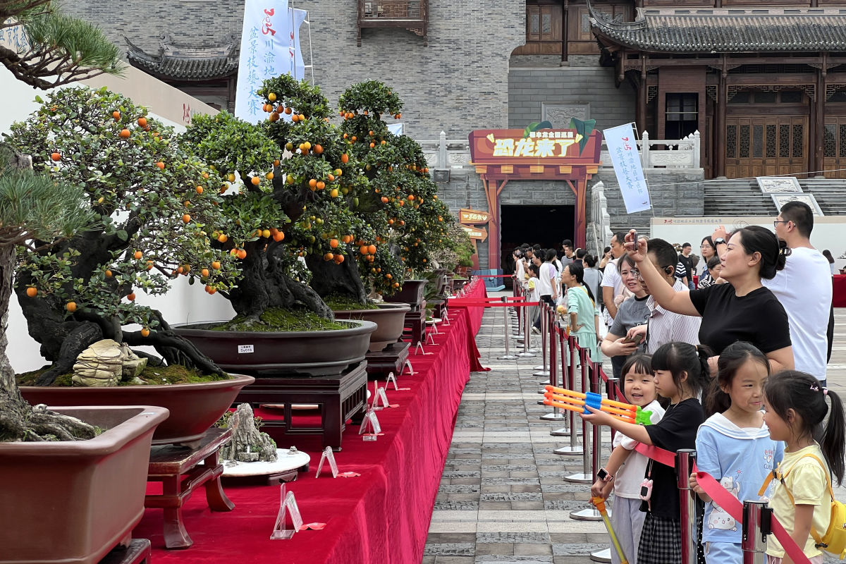 图为游客欣赏盆景。肖江川 摄 图为游客欣赏盆景。肖江川 摄