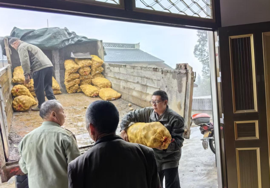 图为国网巫溪供电公司驻铁岭村第一书记兼驻村工作队队长左进(右一)正与村民一起搬运马铃薯种薯。欧吉华 摄 图为国网巫溪供电公司驻铁岭村第一书记兼驻村工作队队长左进(右一)正与村民一起搬运马铃薯种薯。欧吉华 摄