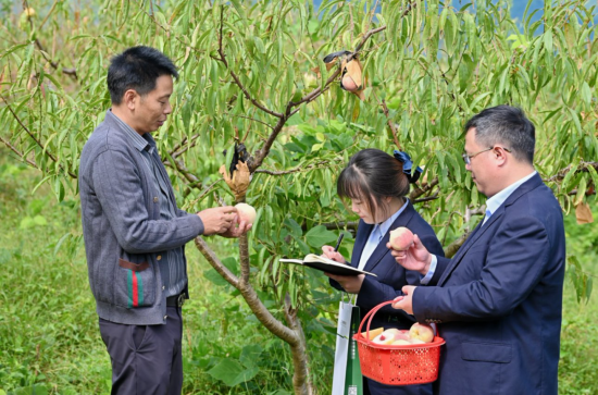 图为重庆丰腾农业开发有限公司总经理张向东为邮储银行重庆丰都支行介绍桃子品种。邮储银行重庆分行 供图 图为重庆丰腾农业开发有限公司总经理张向东为邮储银行重庆丰都支行介绍桃子品种。邮储银行重庆分行 供图