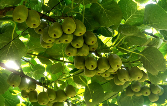 图为猕猴桃果实长势良好。万盛经开区农业农村局 供图 图为猕猴桃果实长势良好。万盛经开区农业农村局 供图