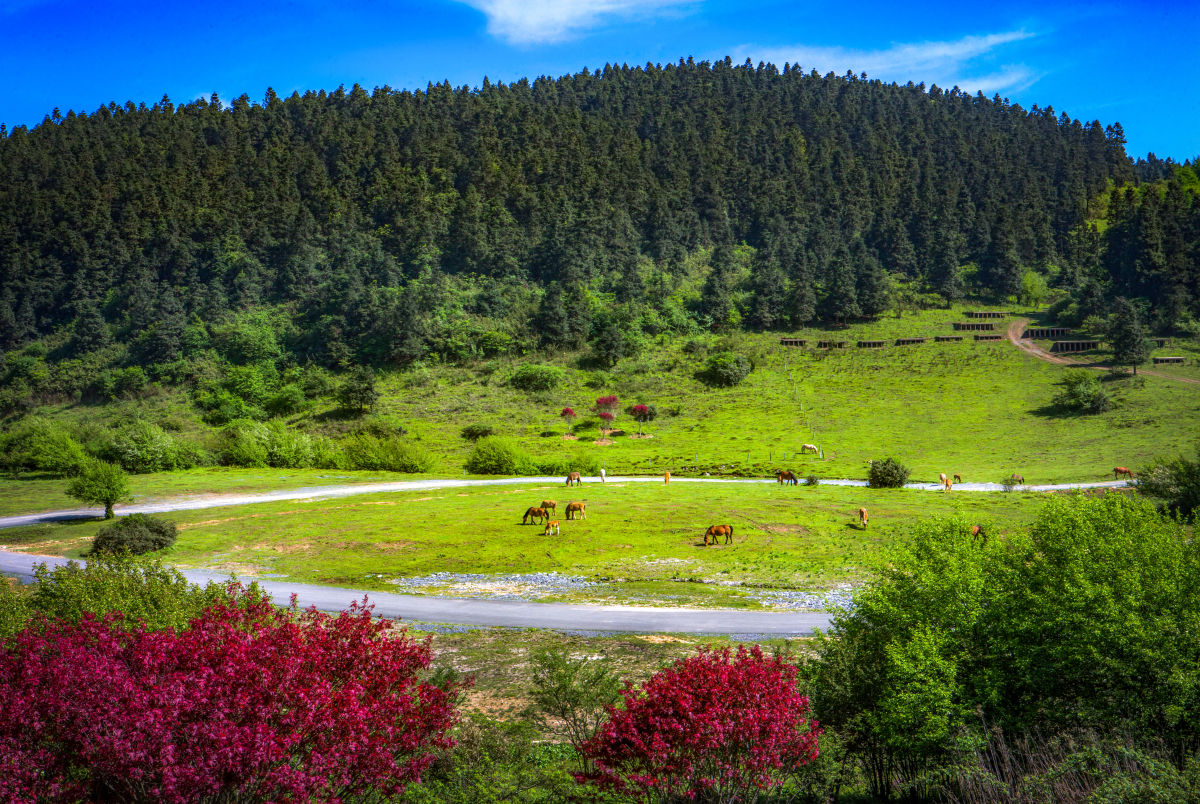 ͼΪ��¡��Ůɽ����ɭ�ֹ�԰����¡��ί��������ͼ