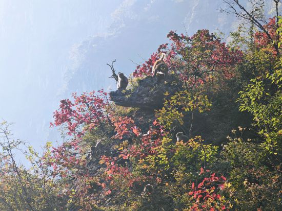 ͼΪ⨺��ں�Ҷ����Ϸ����ɽ��ί������ ��ͼ