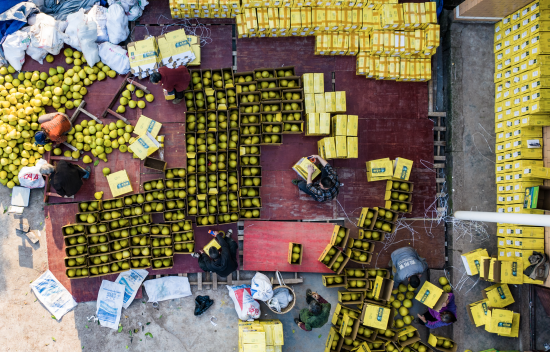 ͼΪ��ũ������ժ�����ӽ��д��������������ί������ ��ͼ