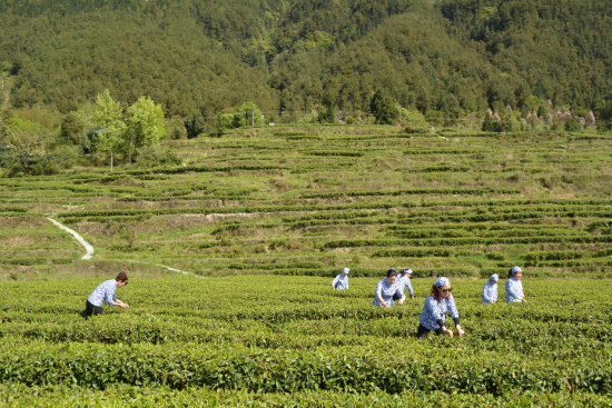 ͻΧ��ɽ1500Ķ��Ҷ���ء��ܷ��� ��ͼ