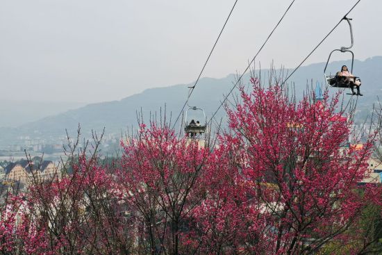 ͼΪ��÷���ž�ɫ����Т�� ��