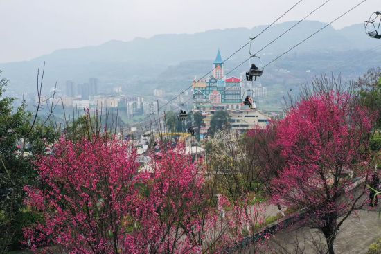 ͼΪ��÷���ž�ɫ����Т�� �� ͼΪ��÷���ž�ɫ����Т�� ��