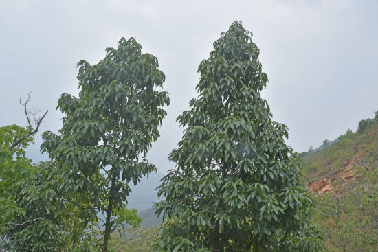 图为“利川楠”。周厚林 摄 图为“利川楠”。周厚林 摄