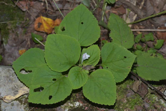 ͼΪ����Ҷ��ͷ�ݡ��ܺ��� ��