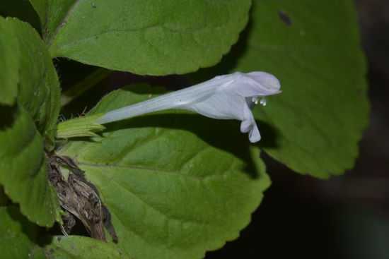 ͼΪ����Ҷ��ͷ�ݡ��ܺ��� ��