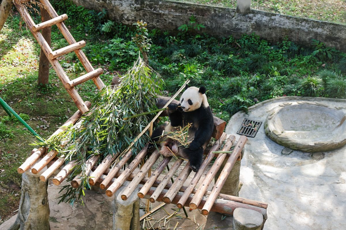 图为中美学生在重庆动物园观看熊猫。重庆陆海国际传播公益基金会供图 图为中美学生在重庆动物园观看熊猫。重庆陆海国际传播公益基金会供图