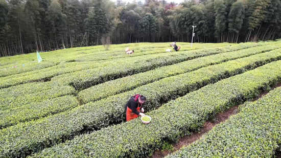 ͼΪ�ο�����ɴ��衣ͭ����ί������ ��ͼ