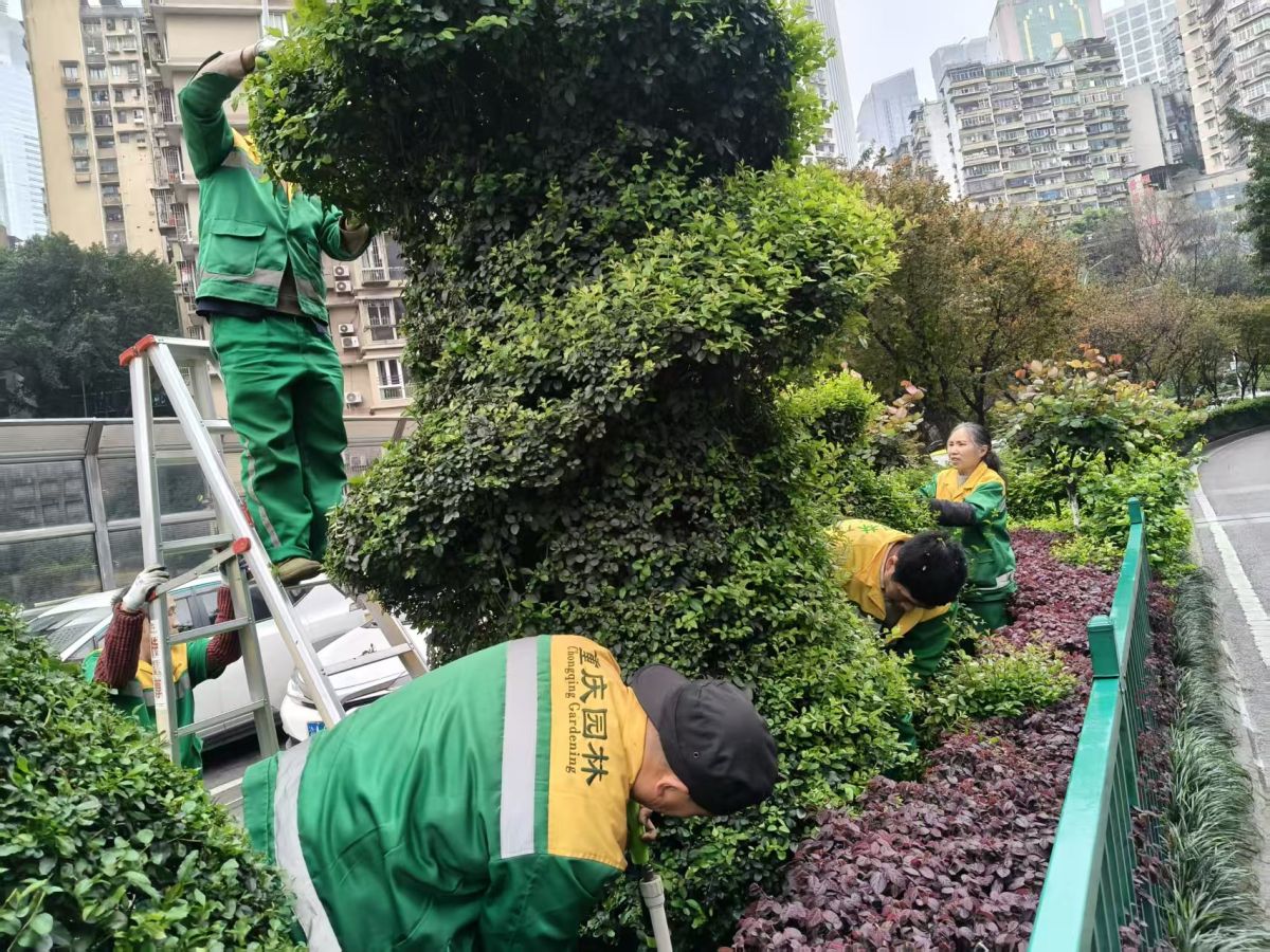 图为工作人员对绿化带植物开展精细化修剪。渝中区解放碑城市综合管理所供图 图为工作人员对绿化带植物开展精细化修剪。渝中区解放碑城市综合管理所供图