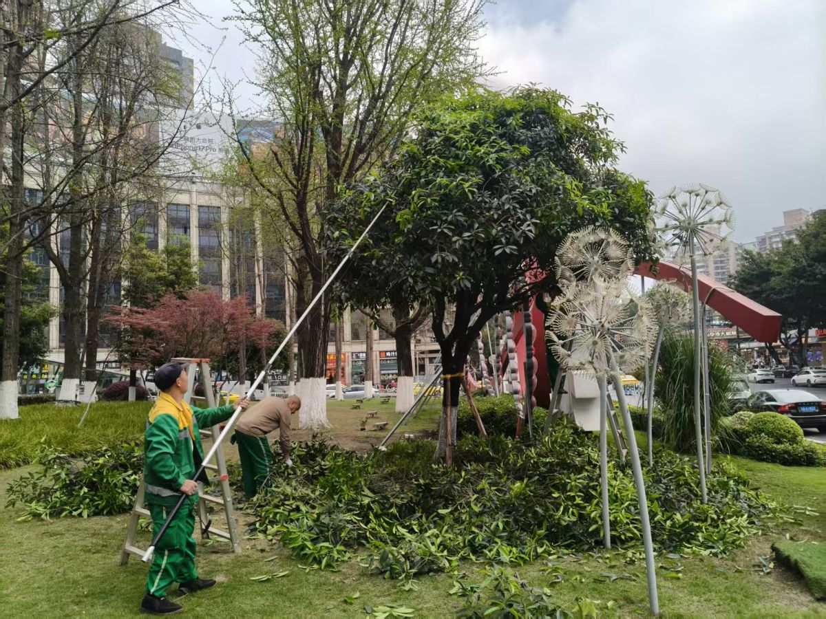图为工作人员对绿化带植物开展精细化修剪。渝中区解放碑城市综合管理所供图 图为工作人员对绿化带植物开展精细化修剪。渝中区解放碑城市综合管理所供图