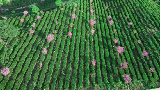 图为桐梓镇双凤茶山基地。武隆区委宣传部 供图 图为桐梓镇双凤茶山基地。武隆区委宣传部 供图