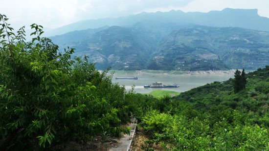 图为巫山脆李陆续进入成熟期。鲁作炳 摄 图为巫山脆李陆续进入成熟期。鲁作炳 摄