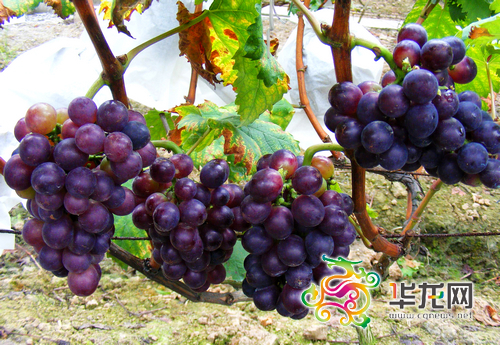 第二届巴南区接龙镇高山生态葡萄采摘节今日开
