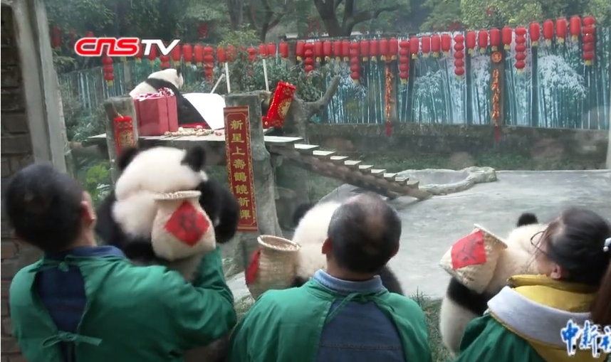 动物园熊猫宝宝向世界最老大熊猫拜年