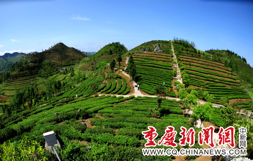 5月2日,笔者在该县木叶乡乌龙茶基地看到一些茶农正在忙碌着采茶.图片
