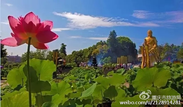 告别夏雨洗礼,秀美的荷塘、清新的莲籽,将成为炎炎夏日里最美的风景线。在赏荷的季节里,山城的荷花竞相盛放,是最清心养眼的一道风景。小伙伴们端午还不约起来。 铜梁土桥镇 铜梁土桥镇爱莲湖湿地公园,是西南地区种植规模最大、面积最广、品种最多的湿地生态荷花园。6月5日,铜梁第五届荷花节将在爱莲湖开幕,到时候大家可以漫步亭榭曲廊,泛舟爱莲湖,品尝全荷宴。 大足龙水镇 龙水镇的雅美佳湿地公园,荷花品种很多,有珍稀的西施睡莲和五彩睡莲,共计数百个品种。赏荷的同时,可在山庄品尝农家时鲜蔬菜、豆花和香喷喷的老腊肉