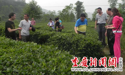 重庆市农技总站专家到黔江指导标准化茶园创建