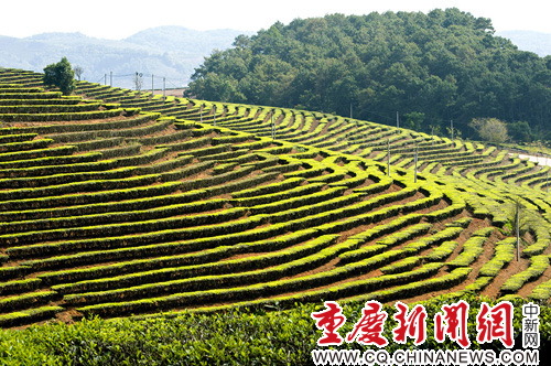 探傣族文化 赏热带植物 自驾西双版纳体验傣族