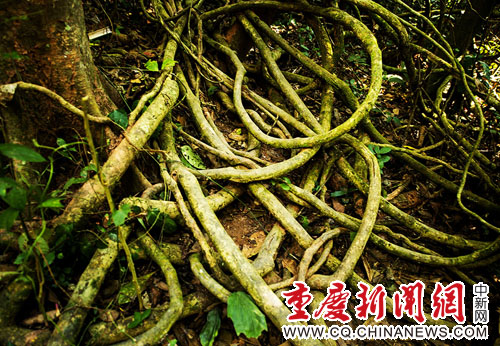 探傣族文化 赏热带植物 自驾西双版纳体验傣族