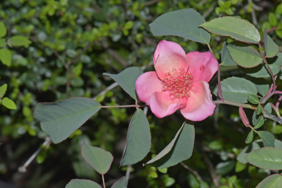 单瓣月季花 单瓣月季花