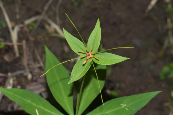 七叶一枝花 七叶一枝花