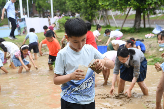 图为小朋友们正在进行捉泥鳅比赛。陈超 摄 图为小朋友们正在进行捉泥鳅比赛。陈超 摄