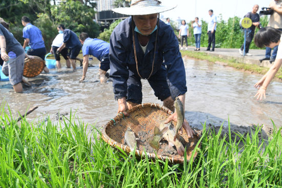 图为员工们正在进行捉鱼比赛。陈超 摄 图为员工们正在进行捉鱼比赛。陈超 摄