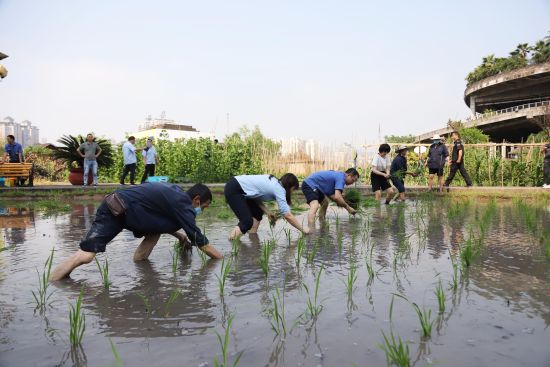 图为员工们正在进行插秧苗。陈超 摄 图为员工们正在进行插秧苗。陈超 摄
