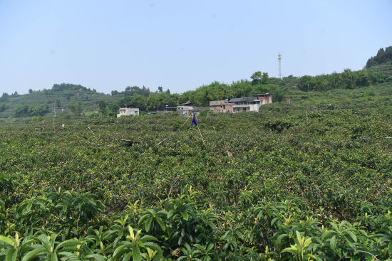 图为合川古楼镇大面积枇杷已成熟。陈超 摄 图为合川古楼镇大面积枇杷已成熟。陈超 摄