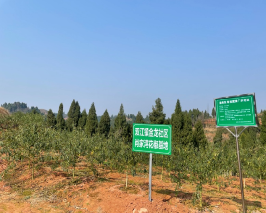 潼南区双江镇金龙社区花椒基地 潼南区双江镇金龙社区花椒基地