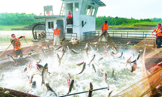 图为2020年5月23日,长寿区长寿湖,工作人员正在收网捕鱼,这些生态养殖鱼丰富了市民的餐桌。通讯员 张政 摄/视觉重庆 图为2020年5月23日,长寿区长寿湖,工作人员正在收网捕鱼,这些生态养殖鱼丰富了市民的餐桌。通讯员 张政 摄/视觉重庆