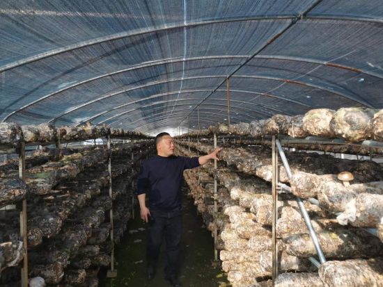 图为敖长龙在介绍食用菌相关情况。 余钱 摄 图为敖长龙在介绍食用菌相关情况。 余钱 摄