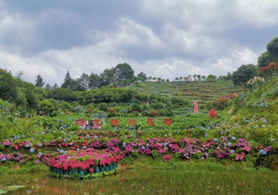 图为石龙绣球花海一角。仲树昌 摄 图为石龙绣球花海一角。仲树昌 摄