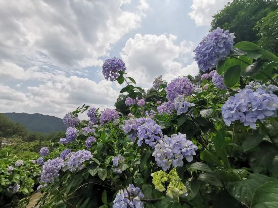 图为盛开的绣球花。仲树昌 摄 图为盛开的绣球花。仲树昌 摄